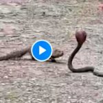 Snake Mongoose fight 2