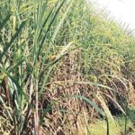 cacp decided to increase the frp of sugarcane by rs 150 zws 70 | ‘एफआरपी’त प्रतिटन १५० रुपये वाढीची शिफारस