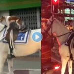 Dog-Horse-Video-Viral