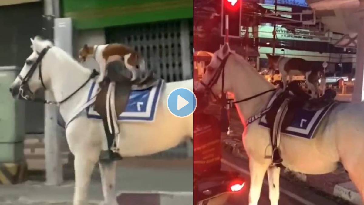 Dog-Horse-Video-Viral