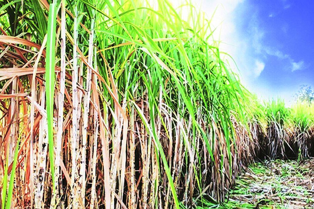 modi government decided to increase the frp of sugarcane by rs 150 zws 70