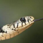 snake-bite