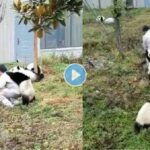 Panda-Caretaker-Video-Viral