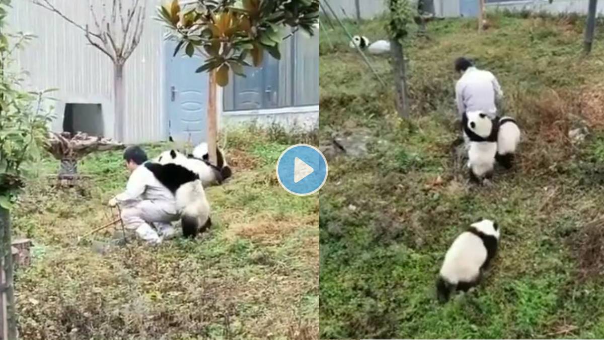 Panda-Caretaker-Video-Viral