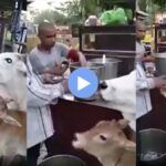Viral Video : गाय आणि वासराने पाणीपुरीवर मारला ताव; नेटकरी म्हणतात, “यांनी तर मुलींनाही…”