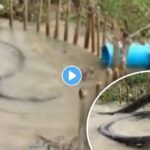 python traping video