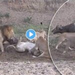 lion fight video