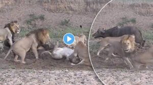 lion fight video