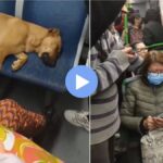 Viral Video : गच्च भरलेल्या बसमध्ये अतिशय शांतपणे झोपला होता कुत्रा; मग प्रवाशांनी जे केलं ते पाहून तुम्हालाही वाटेल कौतुक