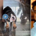 ram kapoors dog angry at him video goes viral