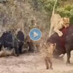herd of lion attack on buffalo