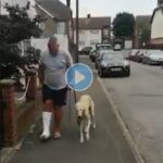viral video of dog immitating injured owner