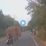 Rider-Almost-Hits-Elephant