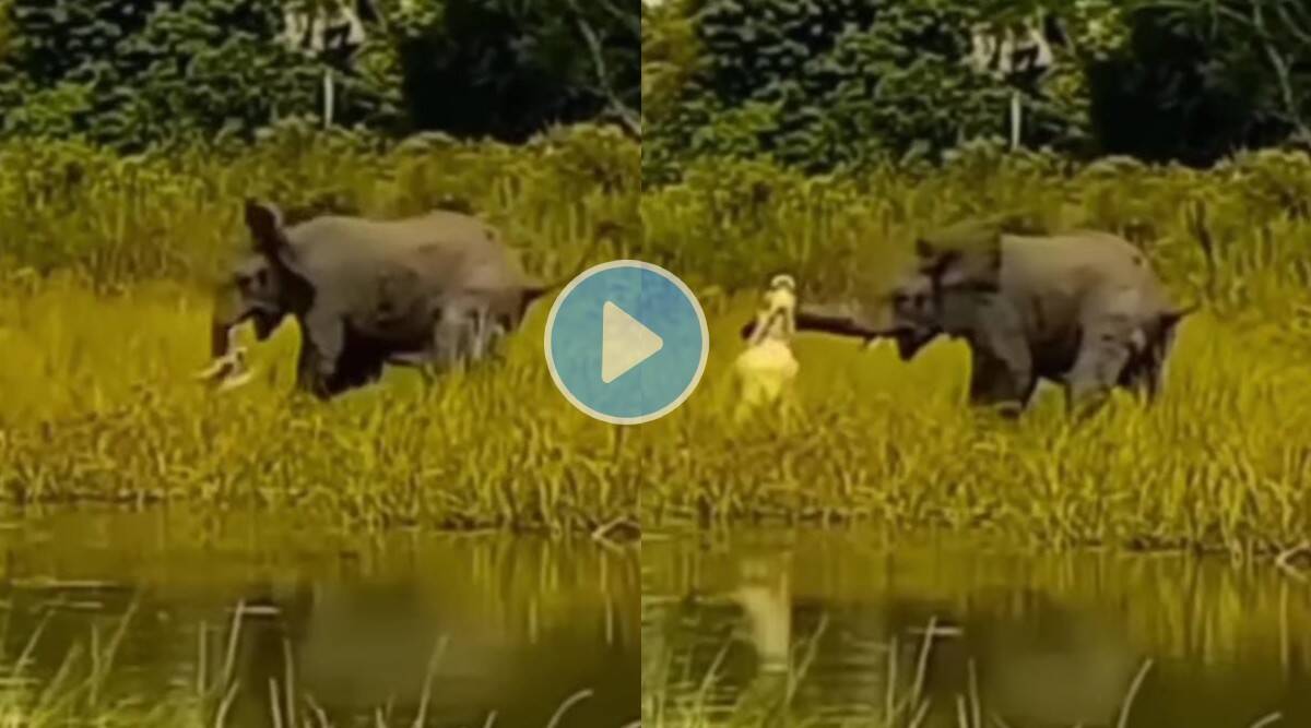 हत्तीचे पिल्लू पाणी पीत असताना अचानक मगरीने हल्ला केला अन्…; थरकाप उडवणारा Viral Video एकदा पाहाच